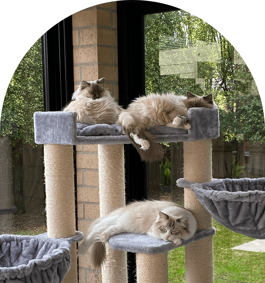 Cats lounging on a multi-level cat tree.