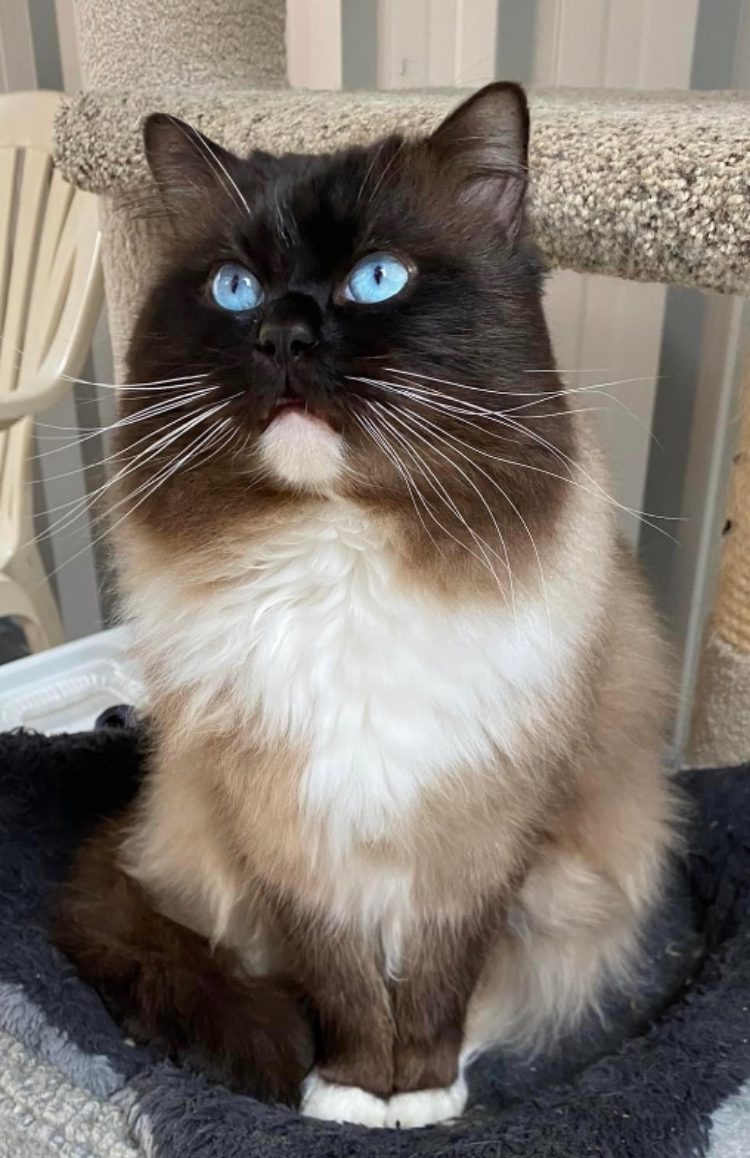 Fluffy cat with striking blue eyes and a dark face.