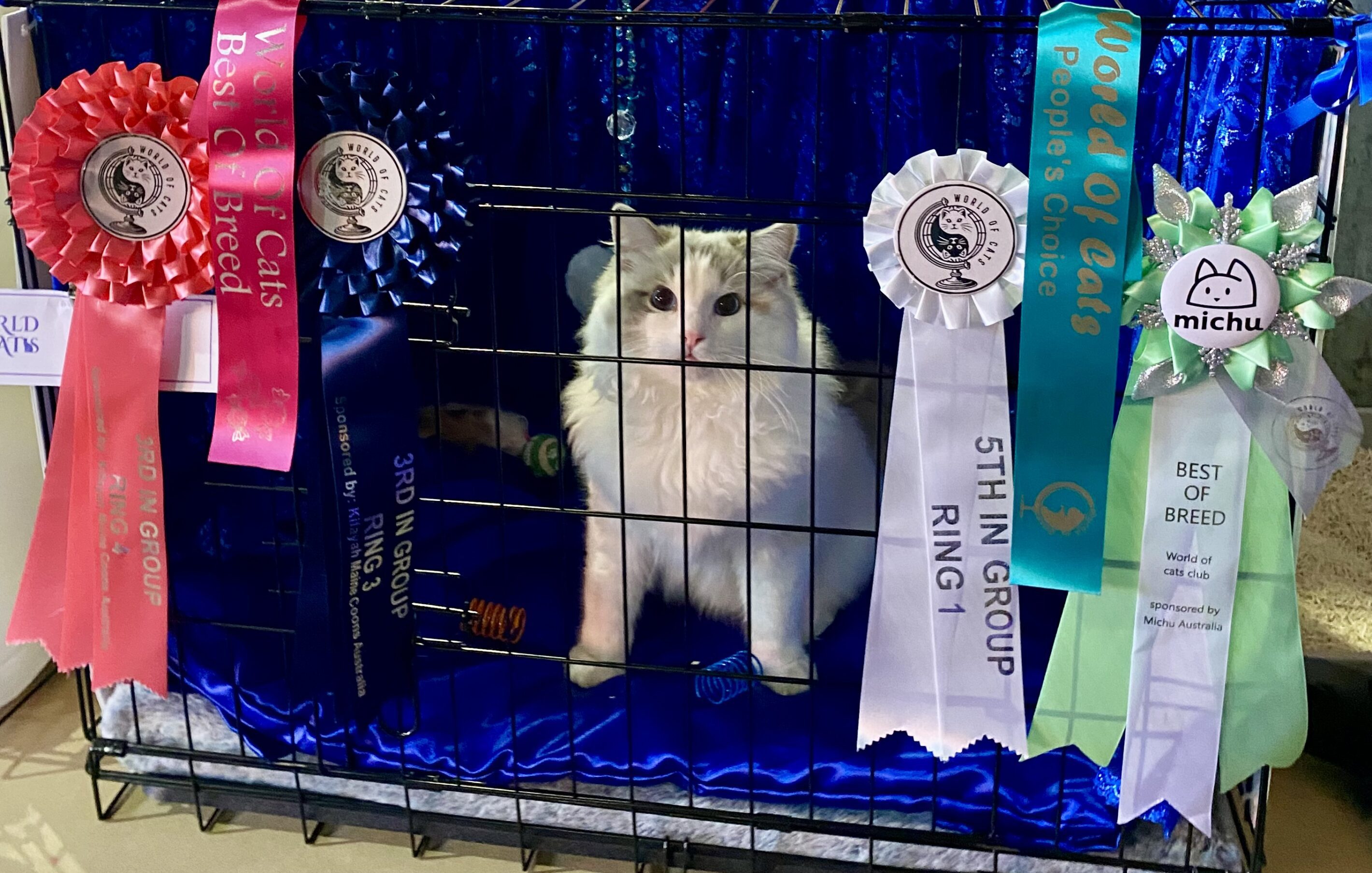 Cat in cage with award ribbons displayed.