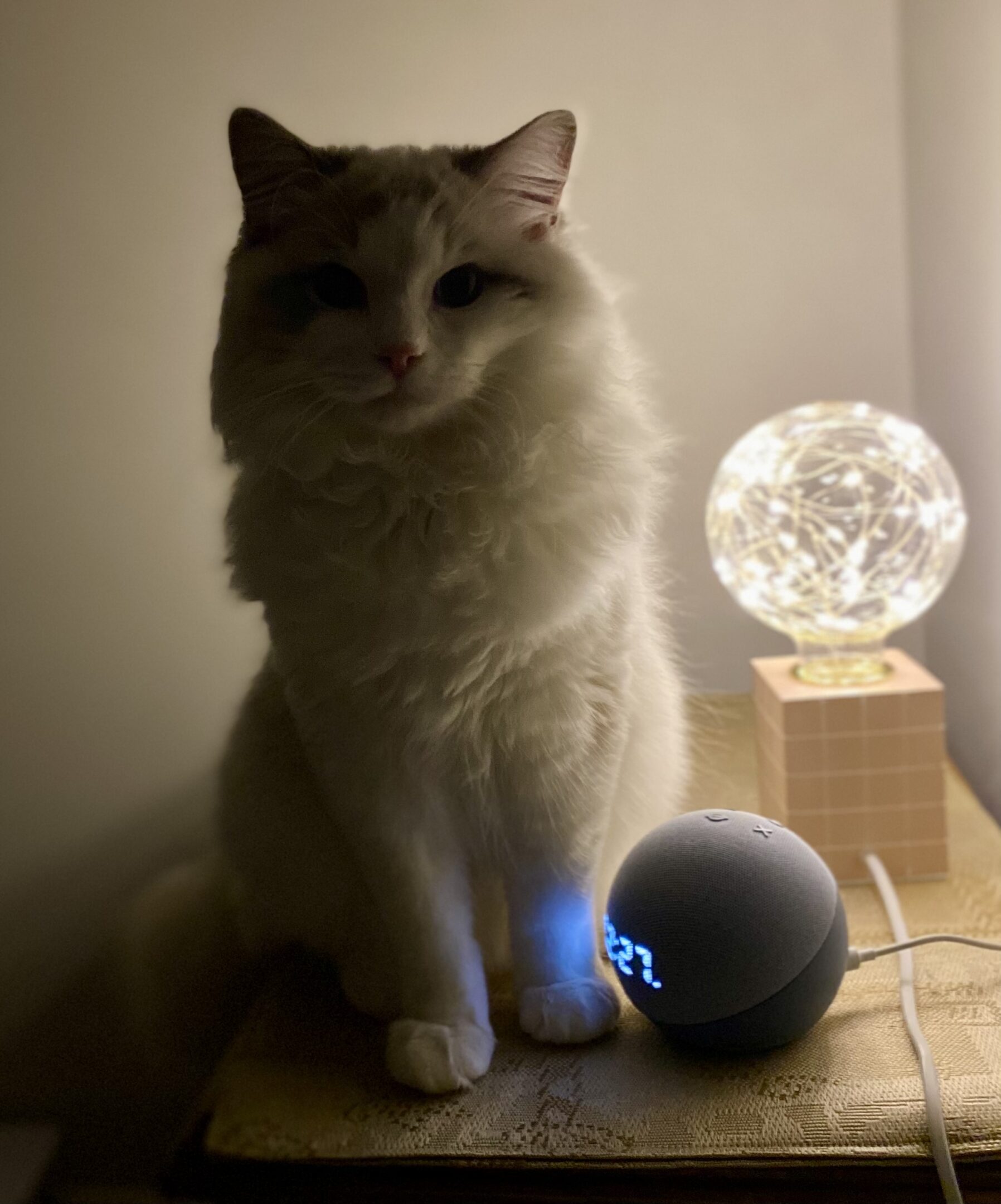 Fluffy cat beside lamp and smart speaker.