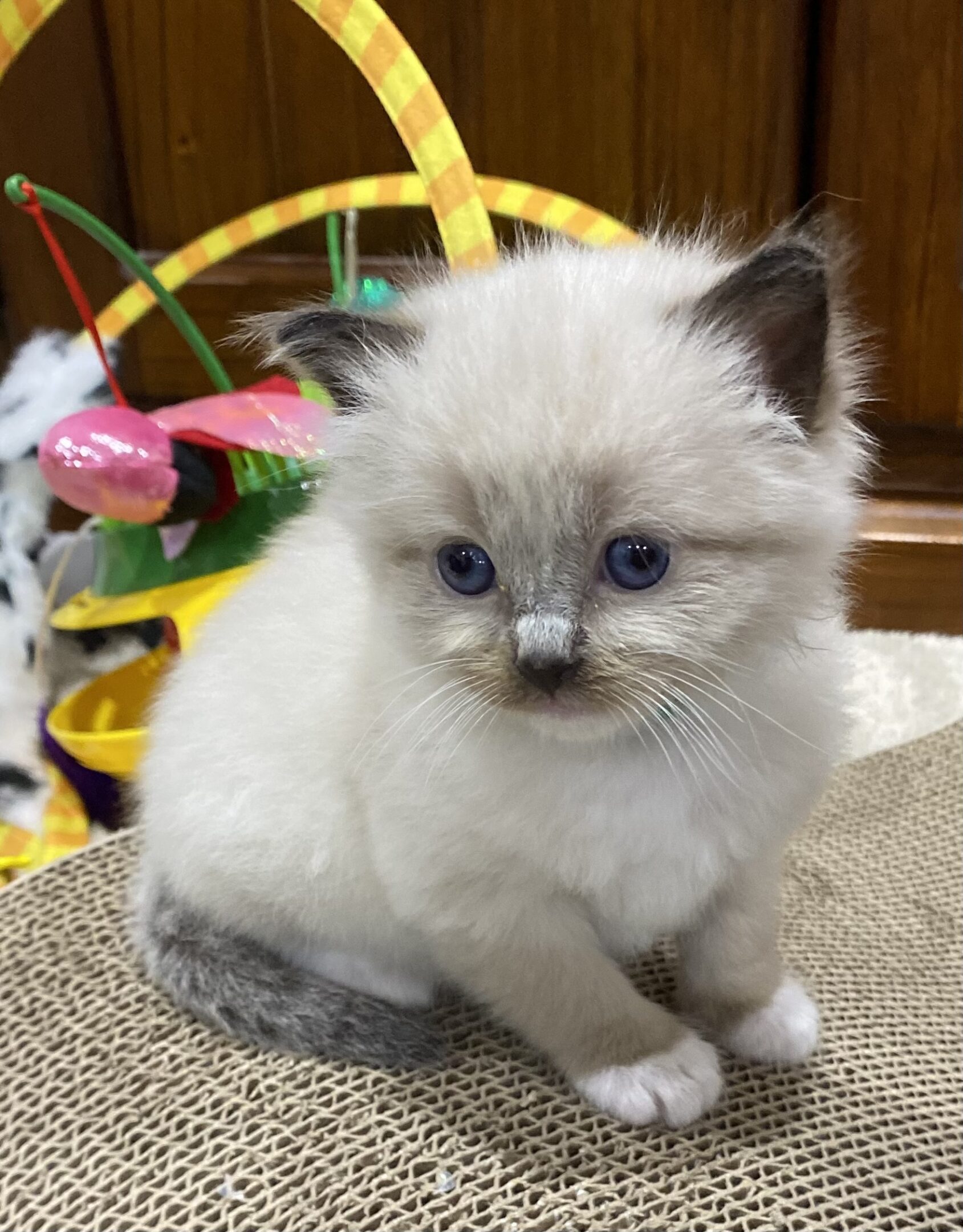 Fluffy kitten sitting near colorful toys.