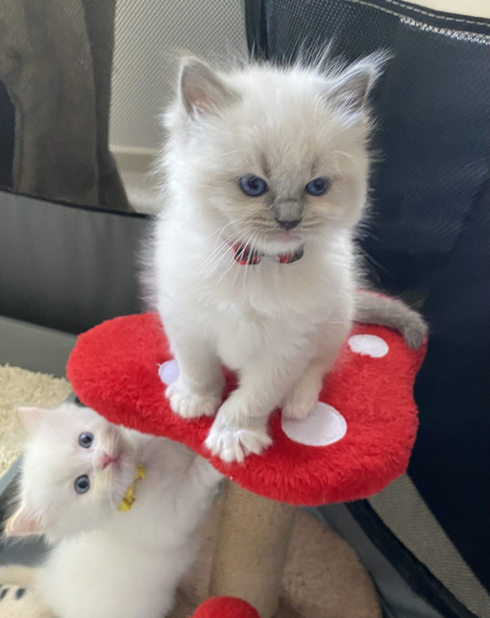 Two kittens on a mushroom-shaped cat tree.