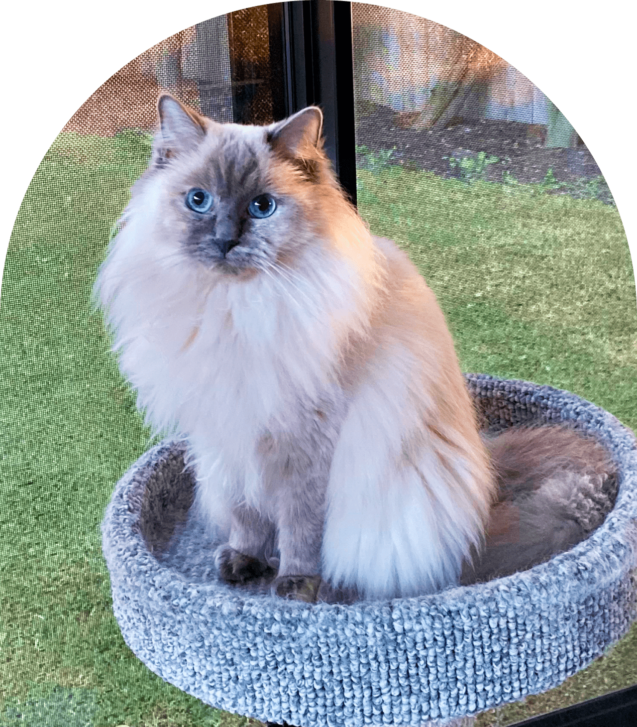 Fluffy cat sitting in a round bed.