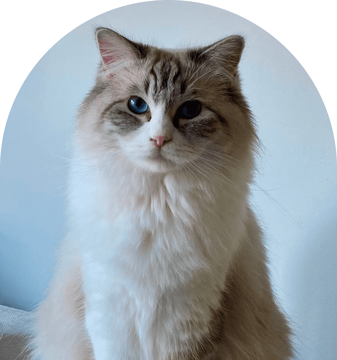 Fluffy white and gray cat with striking blue eyes.