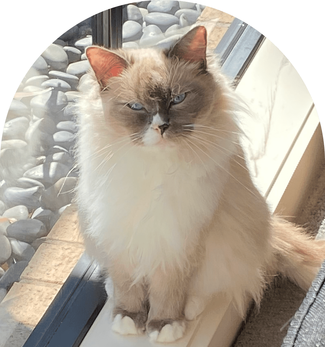 Fluffy cat sitting by a sunny window, eyes closed.