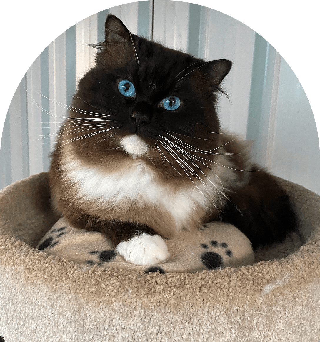 Fluffy black and white cat with striking blue eyes resting on a soft pet bed.