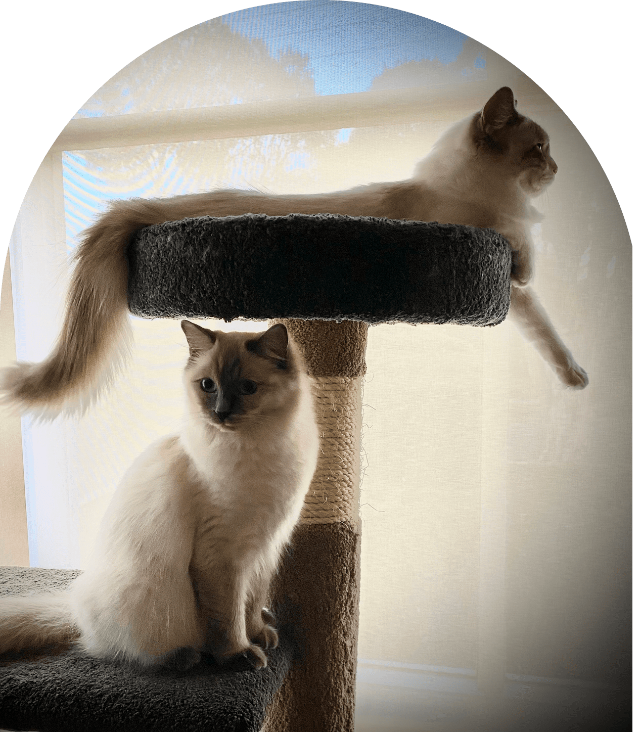 Two cats on a cat tree by a window with a cloudy sky.