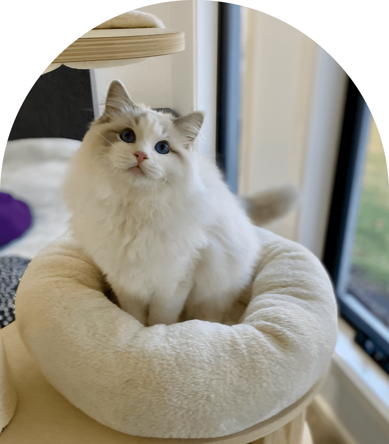Fluffy white and gray cat lounging on a cozy beige bed by the window.