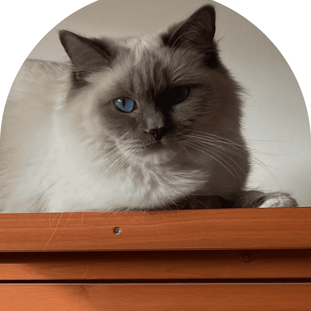 A fluffy cat with striking blue eyes resting on a wooden surface.