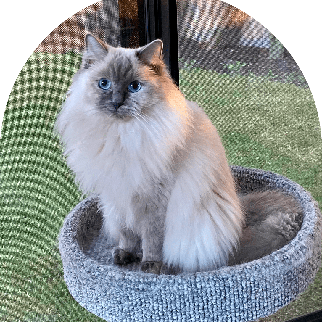 Fluffy cat with blue eyes sitting in a cozy round bed outdoors.