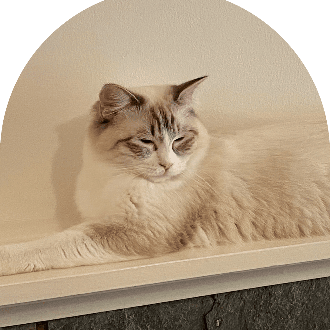 A fluffy cat resting on a wooden surface.